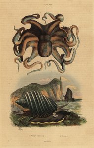 Gewone octopus, Octopus vulgaris 1, en zeeslak, Dicathais orbita 2