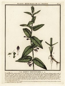 Gewone helmkruid, Scutellaria galericulata
