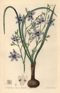 Conanthere - Conanthera trimaculata (Drie-gevlekte cummingia, Cummingia trimaculata) door Unbekannter Künstler