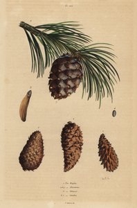 Kegels van de kruipende den, Pinus mugo, Aleppo-den, Pinus halepensis, pekden, Pinus rigida, en Zwitserse den, Pinus cembra