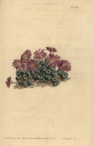 Conophytum minutum (Kleine vijg-marigold, Mesembryanthemum minutum) door Unbekannt