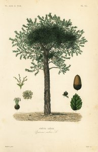Kurkeik, Quercus suber door Unbekannt
