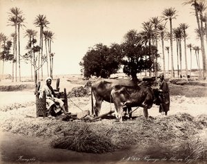 Graanoogst in Egypte door Unbekannter Künstler