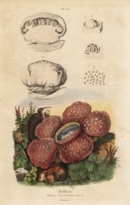 Lijkbloem of rafflesia, Rafflesia arnoldii door Unbekannt