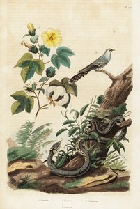 Katoen, koekoek en ringslang, 1834-1839 (gravure)