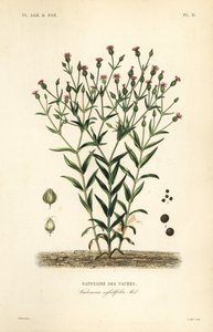Koeherb, Vaccaria hispanica, Vaccaria sessilifolia, Saponaire des Vaches