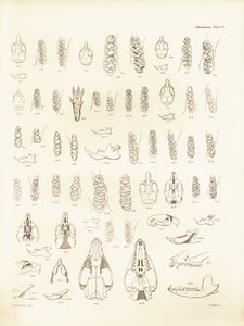 Kranen en tanden van verschillende soorten knaagdieren beschreven door Charles Darwin tijdens zijn ontdekkingsreis aan boord van de Beagle. Plaat uit The Zoology of the voyage of H.M.S. Beagle onder het bevel van kapitein Fitzroy tijdens de jaren 1832 tot  door Unbekannter Künstler
