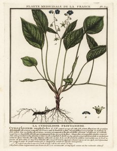 Kruipende navelkruid, Omphalodes verna