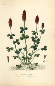 Inkarnaatklaver of Italiaanse klaver, Trifolium incarnatum door Unbekannt