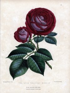 Karmozijnroze en paars. Hybride variëteit van de thee, gekweekt in kas, type Chinese roos. Lithografie door Worthington G.Smith (1835-1917), gepubliceerd in Floral Magazine door Unbekannter Künstler