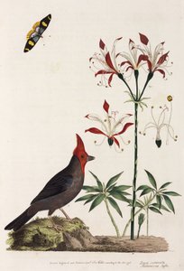Kruisbek, lelie en vlinder