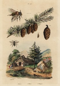 Koekoeksbij, Melecta albifrons, Europese lariks, Larix decidua, en steekloze melipona honingbij, Melipona favosa door Unbekannt