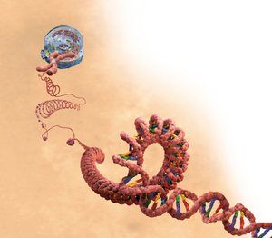 DNA inclusief dubbele helix, chromosoom, cel