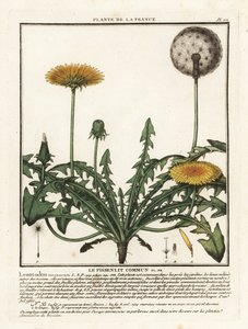 Paardenbloem, Taraxacum campylodes door Unbekannter Künstler