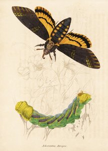 Doodshoofdvlinder, Acherontia atropos. Handgekleurde staalgravure uit Georg Friedrich Treitschke