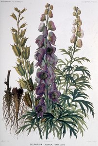 Delphinium Napellus door Unbekannter Künstler