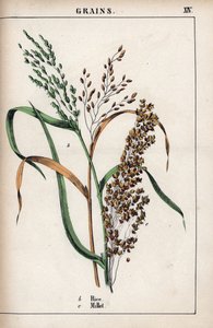 Beschrijving van graan: rijst en gierst. Chromolithografie in 