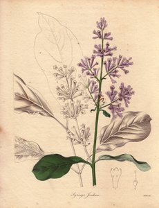Beschrijving van de Hongaarse sering (Syringa josikaea), inheems in centraal en oostelijk Europa. Illustratie door Miss R. Mills (actief 1836-1842), in The Botanist, serie door Benjamin Maund in vijf delen, gepubliceerd tussen 1836 en 1842. Dit werk is ber