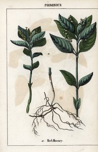 Beschrijving van de jaarlijkse mercuriale, plant bloemen, vruchten en wortels. door Unbekannter Künstler