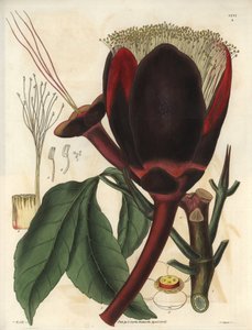 Beschrijving van de grote donkerbruine bloem van een pecanboomplant, die eetbare noten produceert, pecannoten. Plant afkomstig uit Zuid-Amerika. Illustratie door Wiliam Jackson Hooker, Britse botanicus en schrijver, professor aan de Universiteit van Glas door Unbekannter Künstler