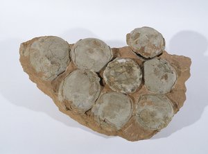 Dinosauruseieren, gevonden in de provincie Henan, China, Boven-Krijt periode