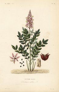 Vuurwerkplant, Dictamnus albus, Dictame blanc door Unbekannt