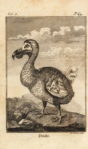Dodo, Raphus cucullatus, uitgestorven vogel door Unbekannt