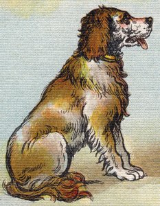 Hond