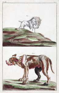 Honden