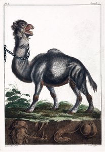 Dromedaris