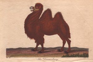 Dromedaris kameel