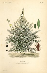 Meekrap of gewone meekrap, Rubia tinctorum, Garance door Unbekannt