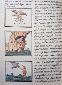 Adelaars, pagina uit de Florentijnse Codex, tweetalige versie in Spaans en Nahuatl, Algemene Geschiedenis van de Dingen van Nieuw-Spanje door William M. Timlin