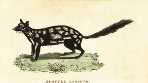 Oostelijke quoll, Dasyurus viverrinus door Unbekannter Künstler