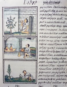 Eetbare planten, pagina uit Boek XI van de Florentijnse Codex, tweetalige versie in Spaans en Nahuatl, Algemene Geschiedenis van de Dingen van Nieuw-Spanje, door de Spaanse missionaris Fray Bernardino de Sahagun (1499-1590). Azteekse beschaving door William M. Timlin