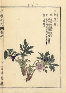Eizan sumire goud eizan violet, Viola eizanensis