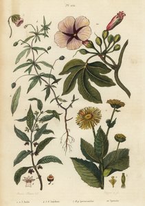 Alant, Inula helenium, groene viooltje, Hybanthus species Ionidium polygalifolium, ipecacuanha, Carapichea ipecacuanha, en ochtendglorie, Ipomoea insignis door Unbekannt