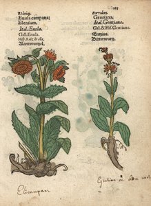Alant, Inula helenium, en gentiaan soorten