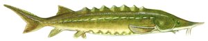 Zwarte steur - Atlantische steur (Acipenser oxyrinchus)