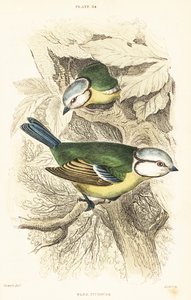 Euraziatische pimpelmees, Cyanistes caeruleus