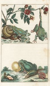 Europese en Italiaanse Kikkers - Sterk Water door Gottlieb Tobias Wilhelm (1758-1811), uit Encyclopedia of Natural History: Amphibians door Unbekannter Künstler
