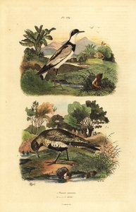 Europese goudplevier, Pluvialis apricaria, en bontbekplevier, Charadrius hiaticula door Unbekannt