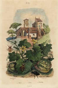 Europese oliekever, Meloe proscarabaeus, Honfleur meloen, Cucumis melo, en schapenteek, Melophagus ovinus door Unbekannt