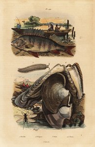 Europese baars, Perca fluviatilis 1, fluweelworm, Peripatus iuliformis 2, gaasvlieg, Perla marginata 3, en pareloester, Isognomon isognomum 4 door Unbekannt