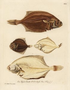 Europese schol, Pleuronectes platessa 1,2 en bril, Scophthalmus rhombus 3,4 door Unbekannter Künstler