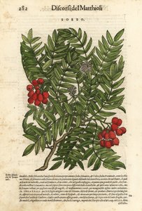 Europese lijsterbes, Sorbus aucuparia door Unbekannter Künstler