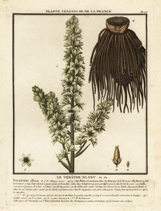 Europese witte nieskruid, Veratrum album door Unbekannter Künstler