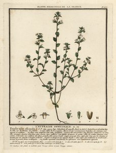 Ogentroost, Euphrasia rostkoviana door Unbekannter Künstler