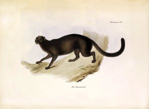 Felis Yagouarondi Jaguarondi of eyra of otterkat, Amerikaanse katachtige beschreven door Charles Darwin tijdens zijn expeditie aan boord van de Beagle. Plaat uit The zoology of the voyage of H.M.S. Beagle beschreven door John Gould, met opmerking over hun  door Unbekannter Künstler