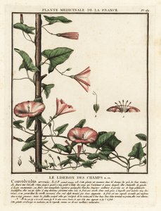 Akkerwinde, Convolvulus arvensis door Unbekannter Künstler